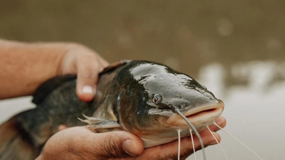New Freshwater Catfish Pseudolaguvia khairii Discovered in Odisha