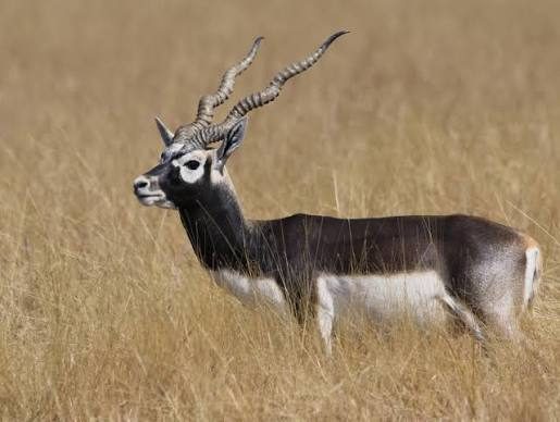 20 blackbucks rewilded in Gujarat's Banni Grasslands