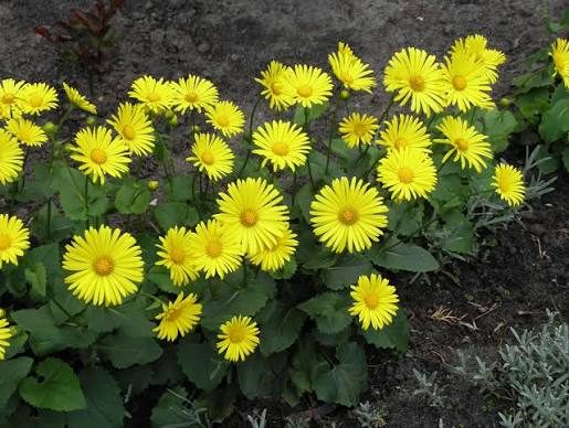 CSIR-IHBT Discovers New Sunflower Family Species 'Doronicum Sanctum' in Arunachal Pradesh